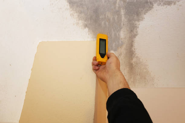 Best Black Mold Removal  in USA