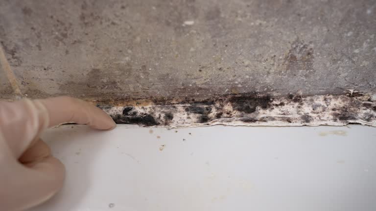 Best Emergency Mold Remediation  in USA